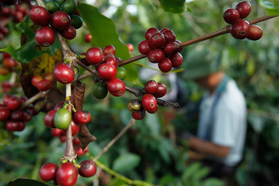 Giá cà phê hôm nay, ngày 25/10/2023: Giá cà phê trong nước tăng 1.000 đồng/kg