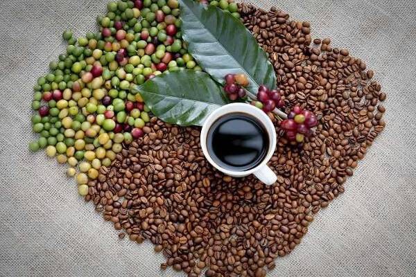Giá cà phê hôm nay 22/10: Giá cà phê trong nước tăng 600 đồng/kg