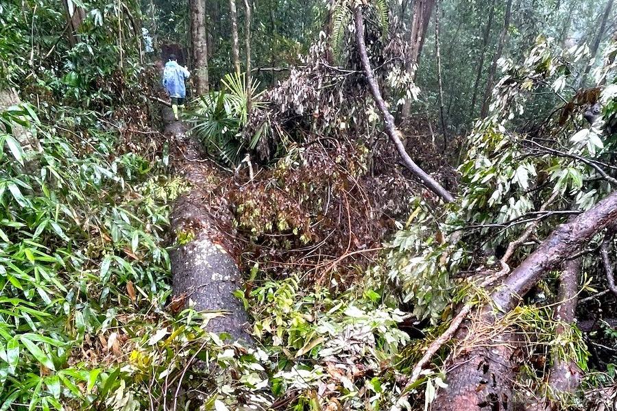 Kon Tum: Hai nhân viên quản lý, bảo vệ rừng huyện Ia H