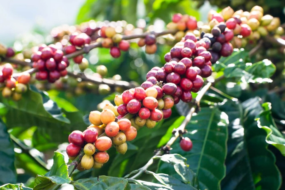 Giá cà phê hôm nay 23/10: Giá cà phê trong nước dao động từ 43.300 - 43.700 đồng/kg
