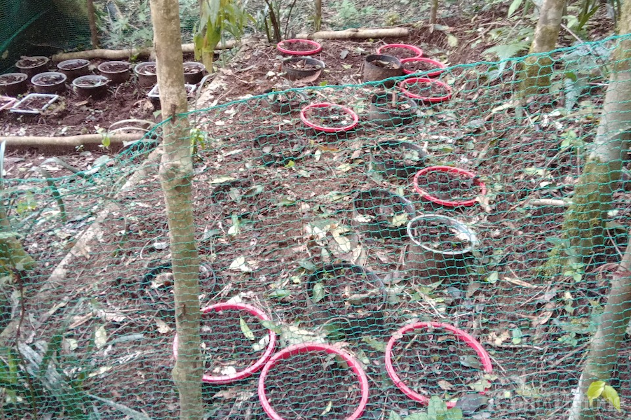 Kon Tum: Hơn 100 cây sâm Ngọc Linh của người dân bị nhổ trộm