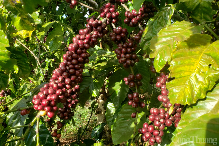 Giá cà phê hôm nay 24/10: Giá cà phê trong nước cao nhất 43.600 đồng/kg