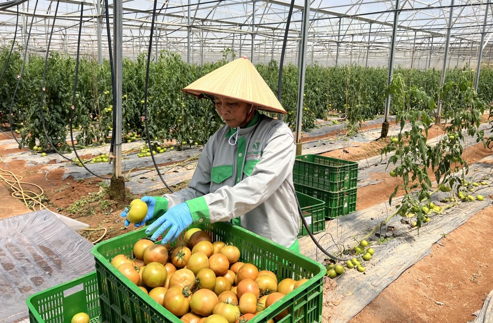 Doanh nghiệp Lâm Đồng liên kết đưa nông sản sạch vào siêu thị