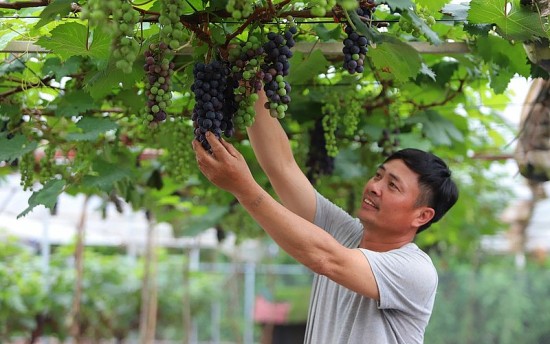 Làm giàu thành công cùng nho hạ đen