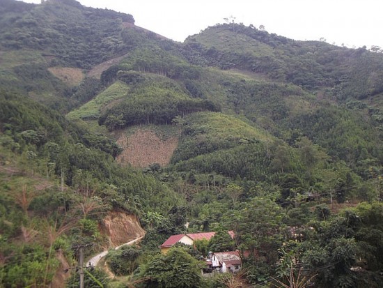 Phát triển cây quế hữu cơ: Hướng đi mới giảm nghèo bền vững ở vùng cao Nậm Lúc