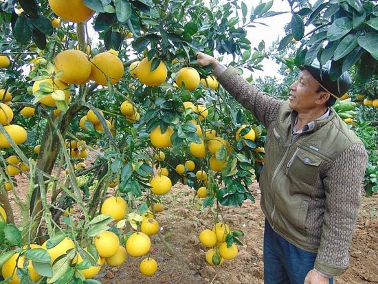 Bắc Giang chuẩn bị gì để đưa trái bưởi xuất khẩu sang Hoa Kỳ?