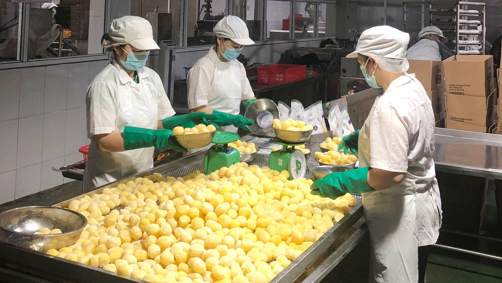 Chế biến khoai tây xuất khẩu tại Công ty cổ phần Xuất nhập khẩu Vifoco.