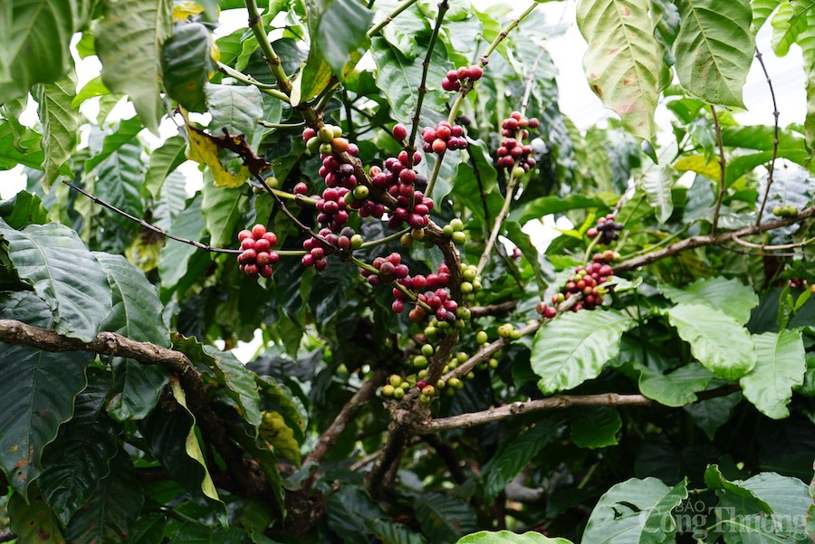 Giá cà phê hôm nay, 31/10: Cà phê nhân xô tại Tây Nguyên dao động từ 40.400 – 41.000 đồng/kg