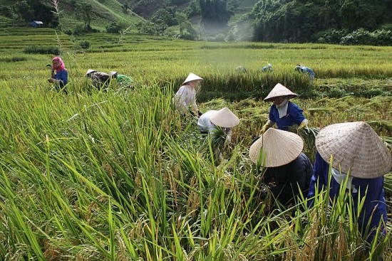 Gạo tẻ râu Phong Thổ - sản phẩm OCOP 3 sao của tỉnh Lai Châu
