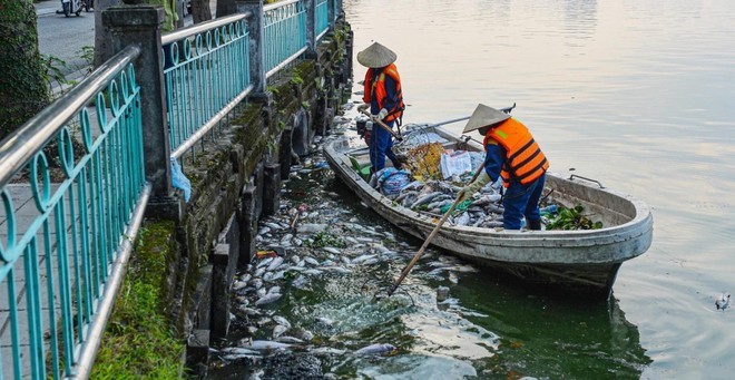 Vẫn chưa có kết luận nguyên nhân cá chết ở hồ Tây