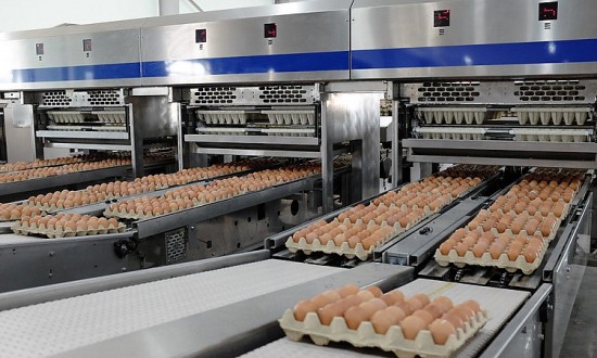 Hòa Phát bán hơn một triệu quả trứng mỗi ngày, lớn nhất miền Bắc