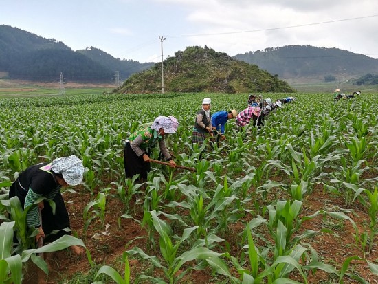 Lai Châu: Đưa ngô thành cây trồng chủ lực ở các xã vùng cao