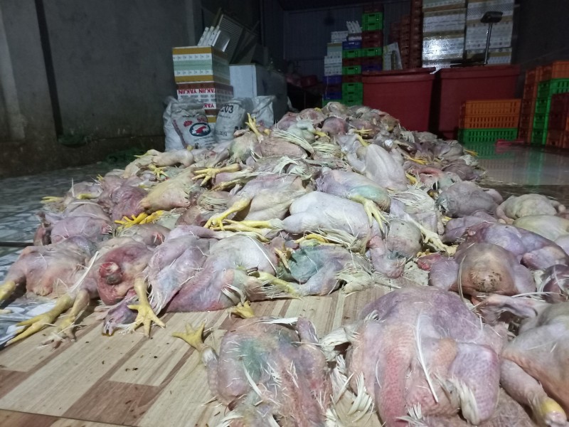 “Rùng mình” với cơ sở sơ chế hơn 2,2 tấn gà thối đem ra thị trường tiêu thụ tại Đồng Nai