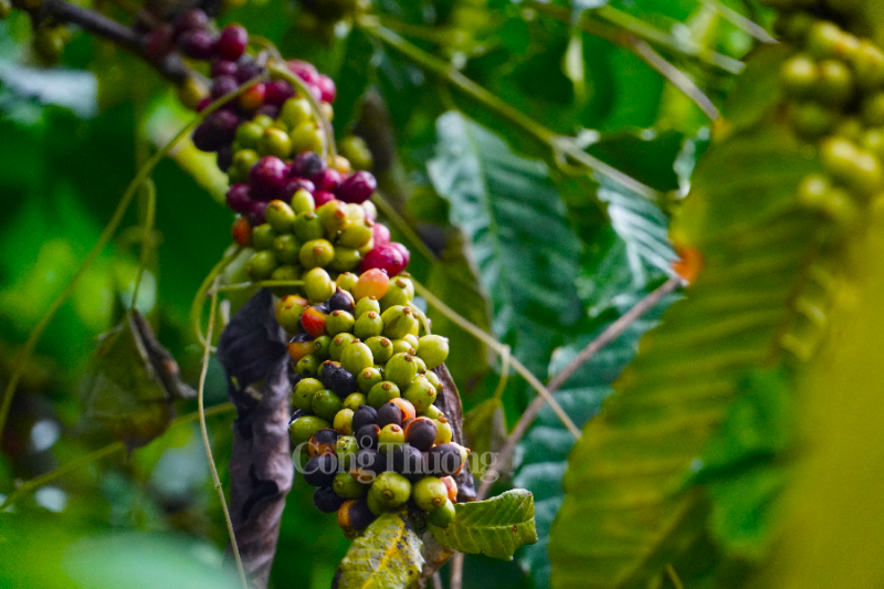 Giá cà phê hôm nay, ngày 13/10/2023: Giá cà phê trong nước giảm đến 500 đồng/kg