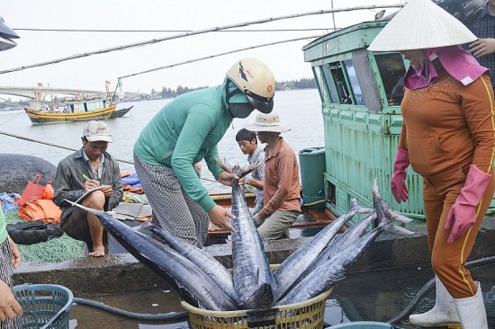 Đã xử phạt trên 4 nghìn vụ vi phạm hành chính đối với hành vi khai thác IUU