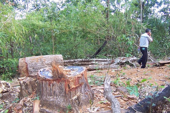 Một công ty quản lý rừng tỉnh Gia Lai để mất 1.700 ha rừng