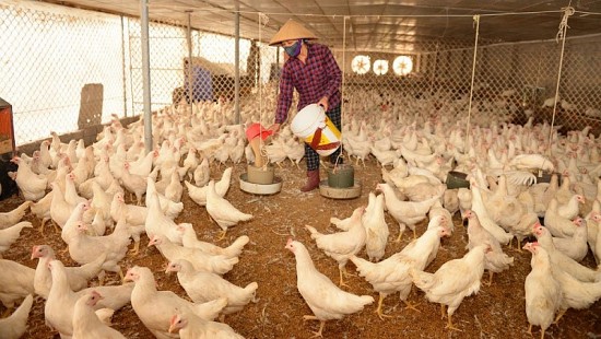 Năm 2022, tổng sản lượng thịt hơi của tỉnh Bắc Giang tăng mạnh