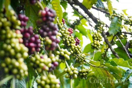 Giá cà phê hôm nay 24/11: Giá cà phê trong nước vượt mốc 40.000 đồng/kg