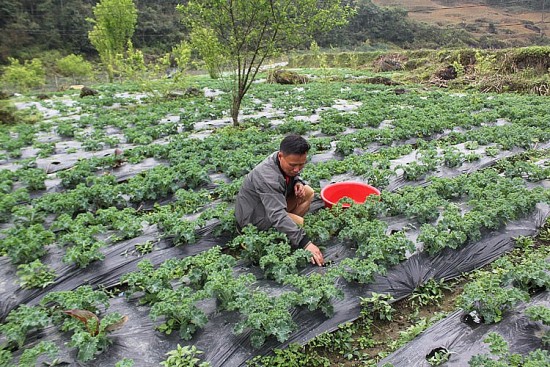 Vùng cao Bắc Hà nâng cao hiệu quả sản xuất vụ đông