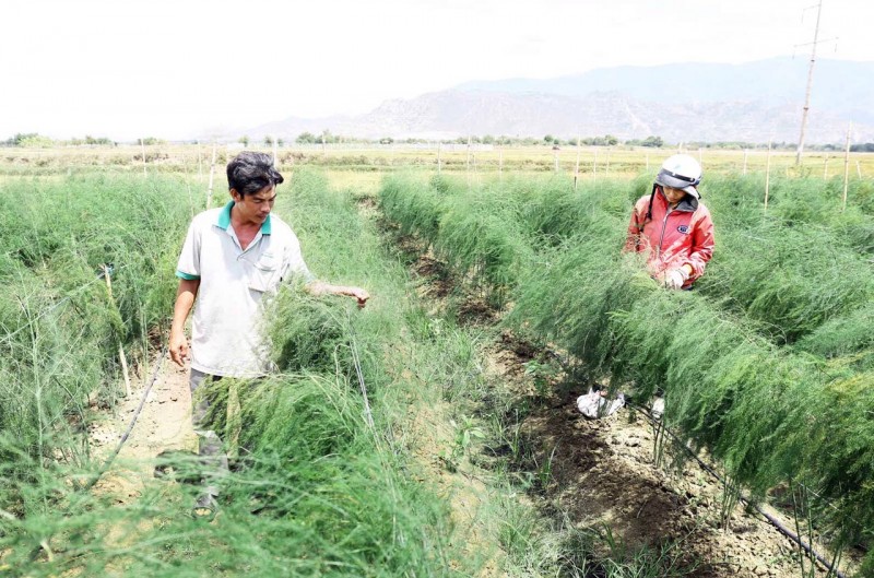 Ninh Thuận: Xây dựng vùng chuyên canh cây măng tây