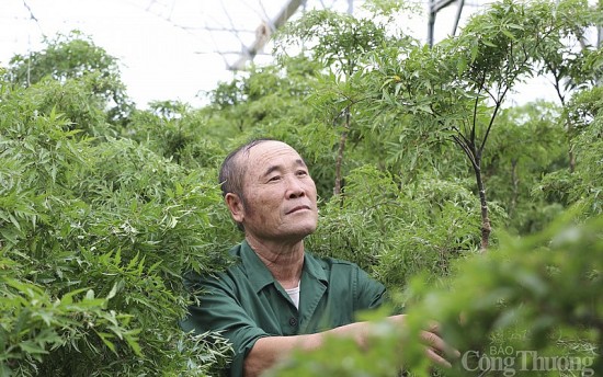 Cựu binh ở Nghệ An thoát nghèo lên giàu có nhờ cây "sâm người nghèo"