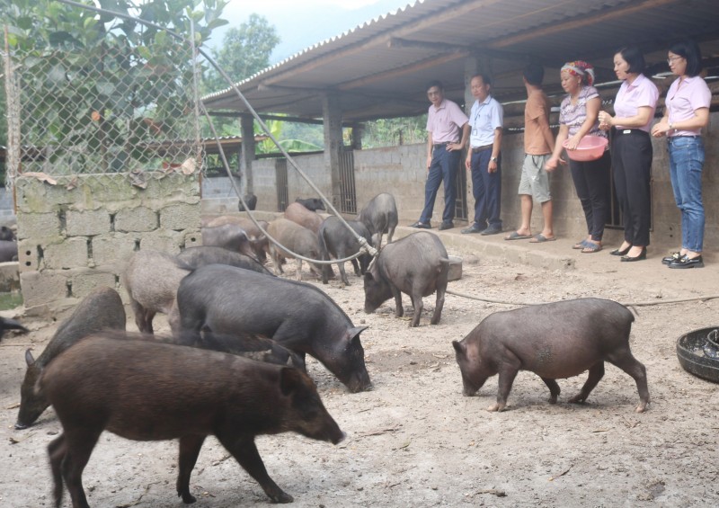 Lào Cai: Nâng cao giá trị lợn đen bản địa theo hướng hàng hóa