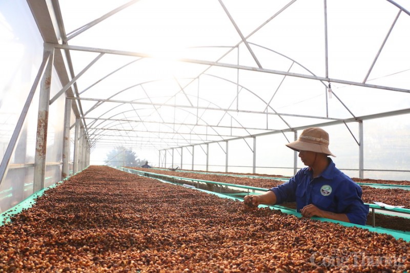 Đắk Nông: Hình thành vùng sản xuất, đẩy mạnh xuất khẩu cà phê đặc sản