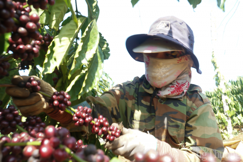 Đắk Nông: Hình thành vùng sản xuất, đẩy mạnh xuất khẩu cà phê đặc sản