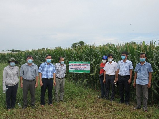 Ninh Thuận: Phát triển chuỗi liên kết sản xuất trong vùng đồng bào dân tộc