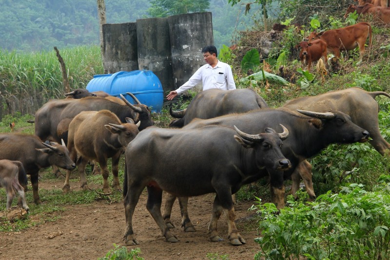 Trâu bò nhập lậu, Hiệp hội chăn nuôi gia súc lớn lên tiếng