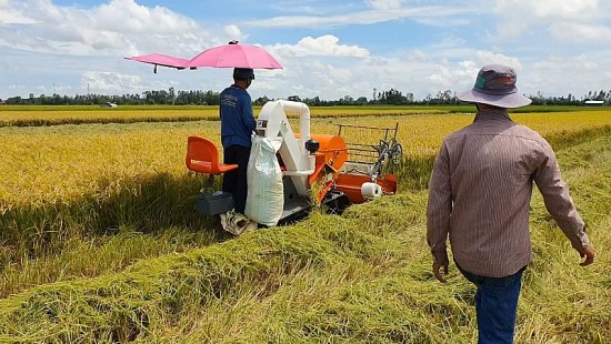 Giá lúa gạo hôm nay ngày 24/12 và tổng kết tuần qua: Thương lái gom mua, nông dân chưa chịu bán