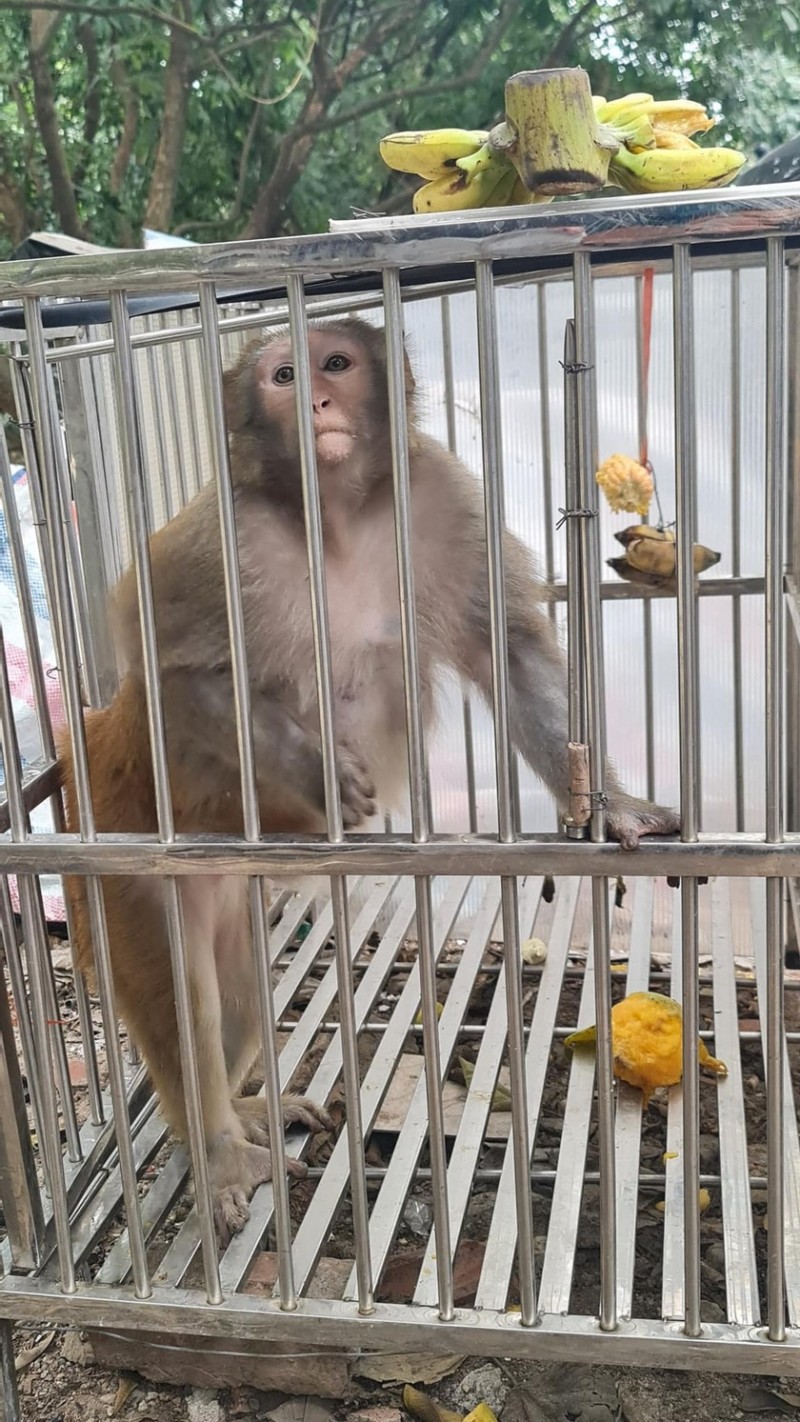 Đã bắt được khỉ hoang tấn công người ở Hà Nội