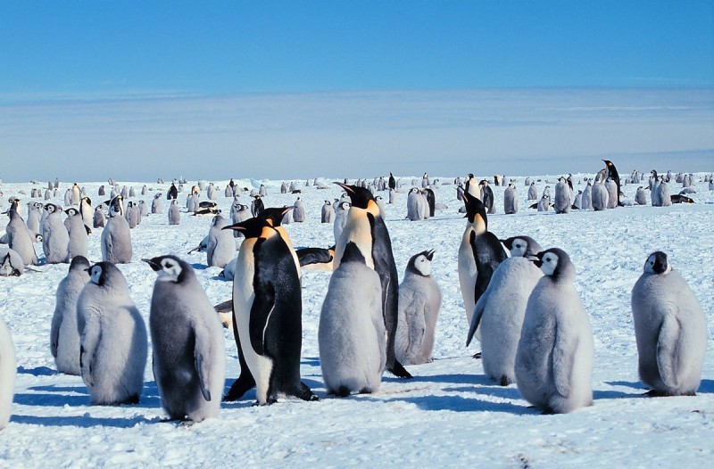 Ngày này năm xưa 14/12: Quy định tổ chức, hoạt động thanh tra ngành Công Thương; ngày con người đến Nam Cực