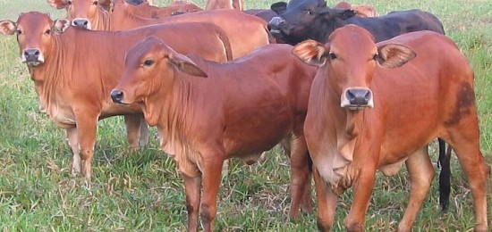 Bộ Nông nghiệp: Có thể dừng nhập khẩu trâu bò từ Lào, Campuchia, Thái Lan