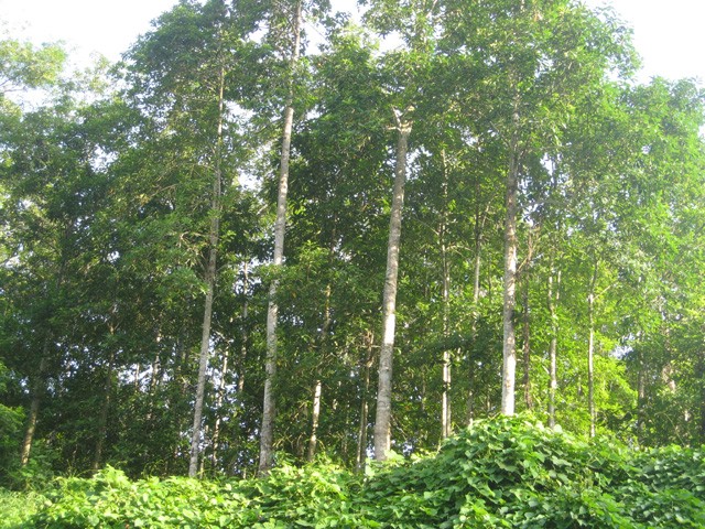 Hà Giang: Tín hiệu vui từ chính sách chi trả dịch vụ môi trường rừng