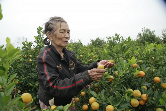 Quảng Nam: Quất Tết được giá, nông dân vui mừng