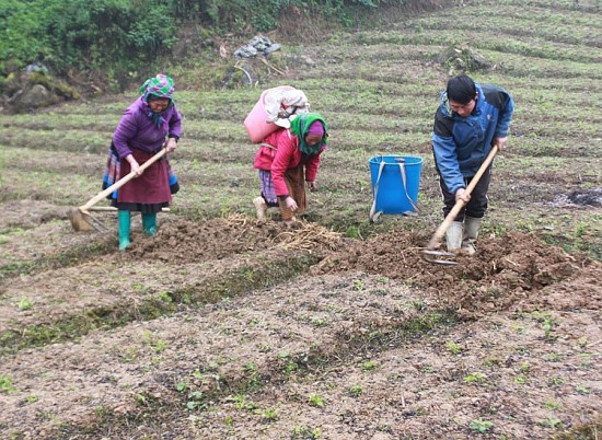 Đồng bào Mông Bắc Hà ra quân thu hoạch cây dược liệu Cát cánh