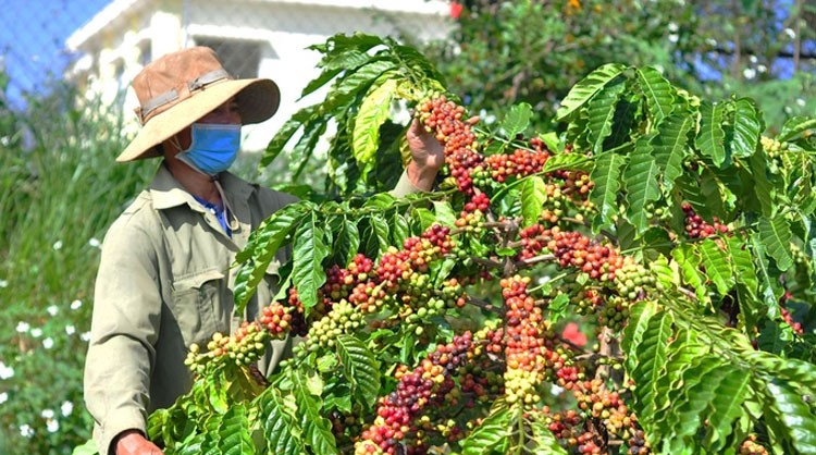 Giá vật tư tăng cao, người trồng cà phê có lời không?