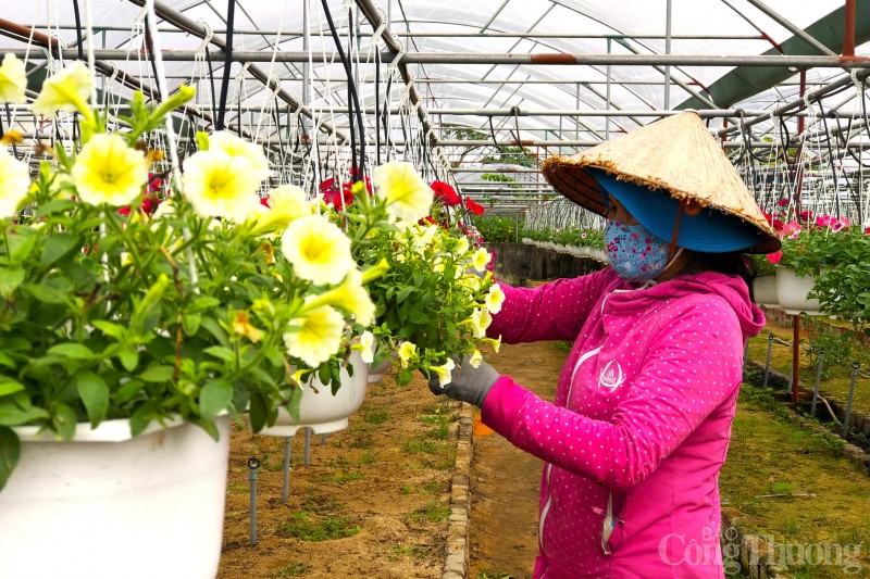Làng hoa lớn nhất thành phố Đà Nẵng chuẩn bị đón Tết thế nào?