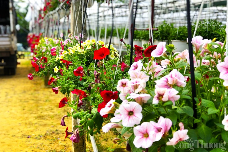 Làng hoa lớn nhất thành phố Đà Nẵng chuẩn bị đón Tết thế nào?