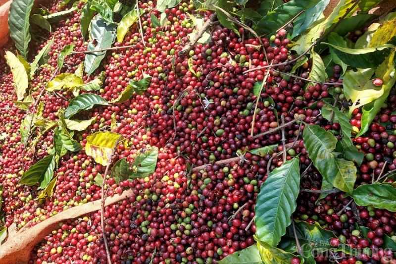 Giá cà phê hôm nay 02/1: Cà phê trong nước dao động từ 38.600 – 39.400 đồng/kg