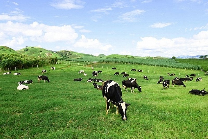 Thanh Hóa: Công ty Yên Mỹ nhập 720 con bò về nuôi khi trang trại chưa đủ điều kiện