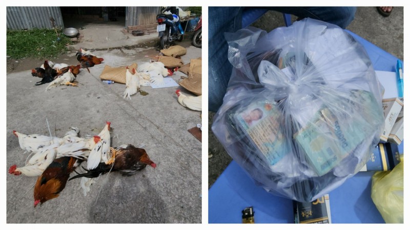 Kiên Giang: Mật phục bắt quả tang hàng chục con bạc đá gà ăn tiền