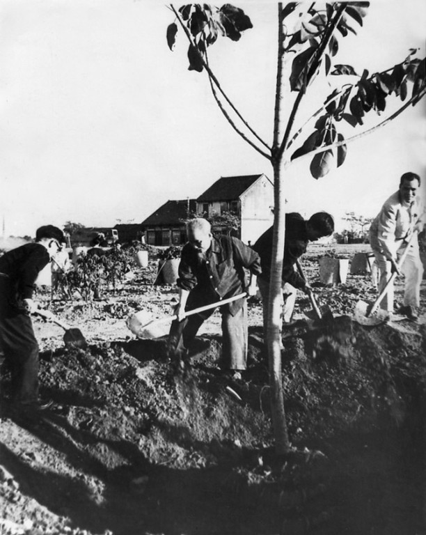 Ngày 11-1-1960, Chủ tịch Hồ Chí Minh trồng cầy đa tại Công viên Thống nhất mở đầu Tết trồng cây do Người phát động. Ảnh: Hochiminh.vn 