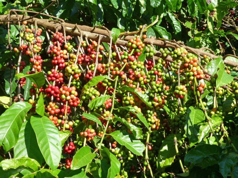 Giá cà phê hôm nay, 13/1: Giá cà phê trong nước tiếp tục giảm sâu
