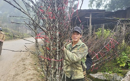 Đi hàng trăm km để săn đào dưới chân núi Pù Xai Lai Leng