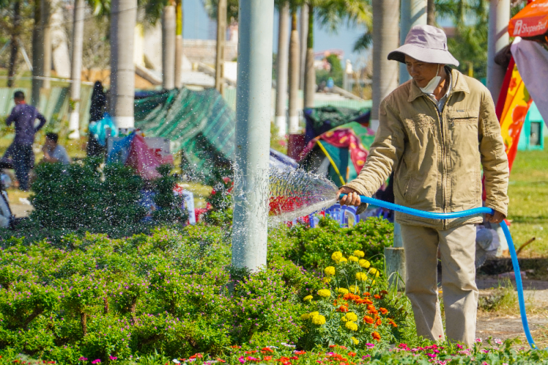 Đà Nẵng: Thị trường hoa Tết Quý Mão kém sôi động