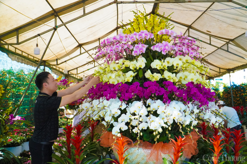 Đà Nẵng: Độc đáo chậu hoa lan hồ điệp 5 tầng giá gần trăm triệu đồng