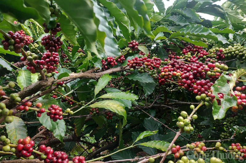 Giá cà phê hôm nay, 16/1: Cà phê trong nước có vượt mốc 41.000 đồng/kg?