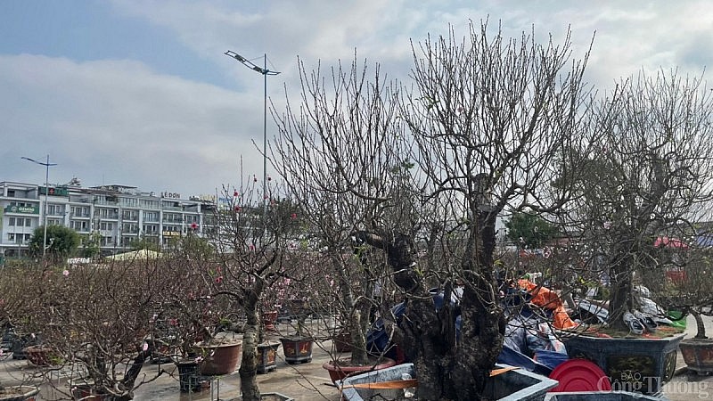 Chợ hoa xuân Hạ Long: Trăm người bán vạn người xem